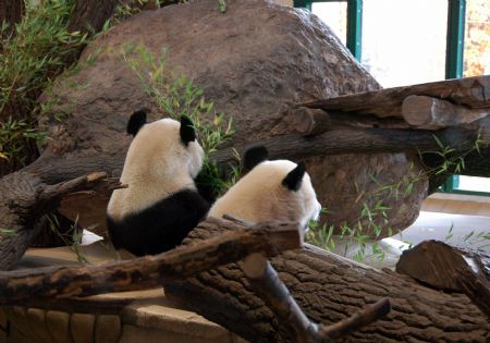  Giant panda &apos;Fu Long&apos; (R) rests besides its mother at the Schoenbrunn Zoo in Vienna, capital of Austria, on Nov. 12, 2009.[Liu Gang/Xinhua]