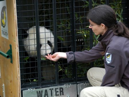  A staff member trains giant panda &apos;Fu Long&apos; to adapt the container at the Schoenbrunn Zoo in Vienna, capital of Austria, on Nov. 12, 2009.[Liu Gang/Xinhua]