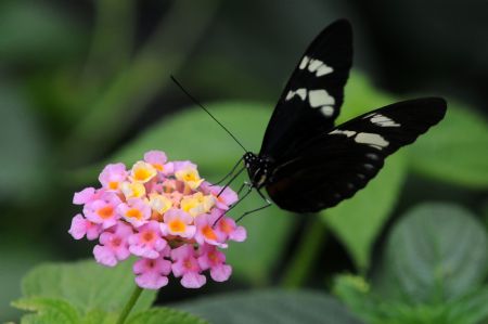 A butterfly alights on a flower at Bogota&apos;s botanic garden .A three-month long butterfly exhibition starts here from Nov. 12, 2009. A different variety comprised of about 500 butterflies flutter around the exhibit.[Xinhua/AFP]