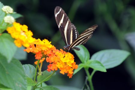  A butterfly alights on a flower at Bogota&apos;s botanic garden.[Xinhua/Reuters]