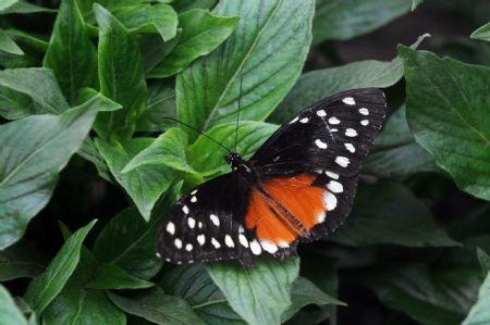  A butterfly alights on the leaf at Bogota&apos;s botanic garden.[Xinhua/AFP]