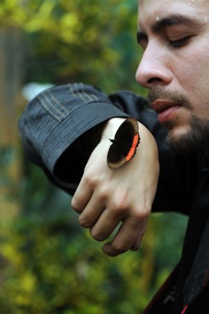 A butterfly alights on the hand of a photographer at Bogota&apos;s botanic garden.[Xinhua/AFP]