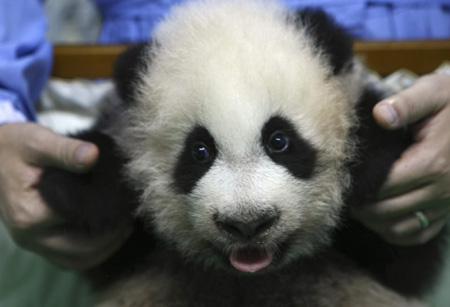 Panda mania hits Singapore