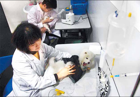Dogs are treated at a Haidian pet clinic yesterday. Many owners say their pets are sick because of the cold weather. [China Daily/Legal Mirror]