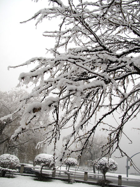 Heavy snowfall hits northeast China's Jilin Province, on Nov. 13, 2009. [CFP]