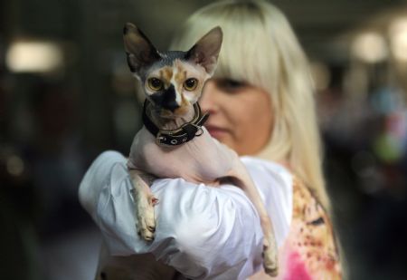 A cat is pictured during a contest in a museum in Sofia, capital of Bulgaria, on Nov. 14, 2009. 