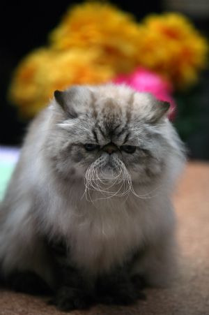 A cat sits during a contest in a museum in Sofia, capital of Bulgaria, on Nov. 14, 2009. 