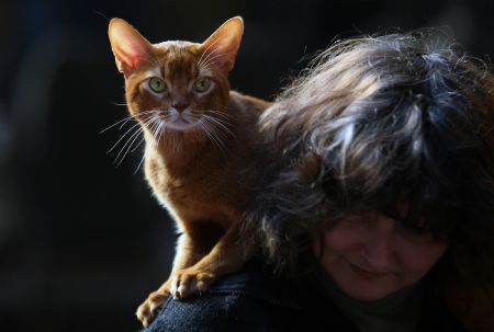 A cat sits during a contest in a museum in Sofia, capital of Bulgaria, on Nov. 14, 2009.