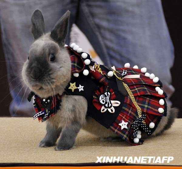 Owners display their rabbit in fancy dress and dark goggles during a rabbit fashion contest at the Rabbit Festa in Yokohama city in Kanagawa prefecture, suburban Tokyo. [Xinhua/AFP]