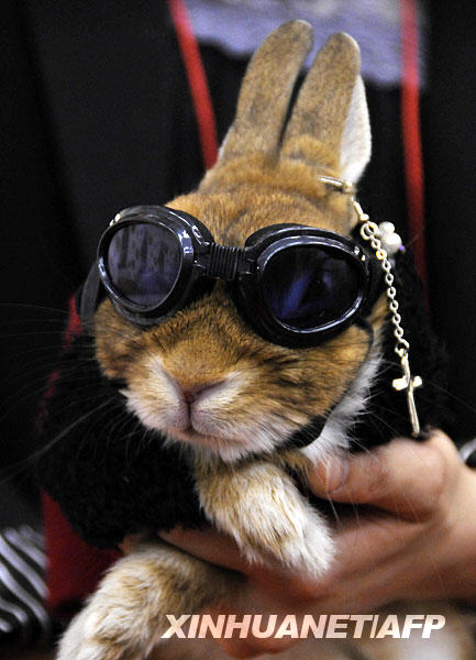 Owners display their rabbit in fancy dress and dark goggles during a rabbit fashion contest at the Rabbit Festa in Yokohama city in Kanagawa prefecture, suburban Tokyo. [Xinhua/AFP]