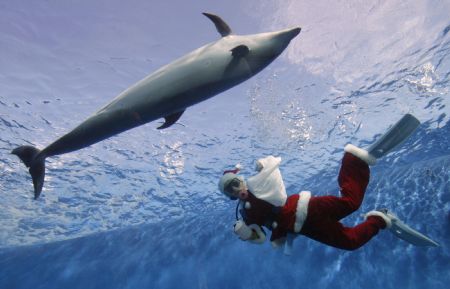 A diver dressed as Santa Claus swims with a dolphin at Hakkeijima Sea Paradise in Yokohama, south of Tokyo November 15, 2009. The event will be held until December 25, 2009.[Xinhua/Reuters]