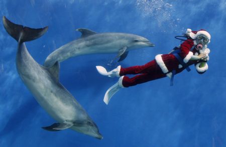 A diver dressed as Santa Claus swims with dolphins at Hakkeijima Sea Paradise in Yokohama, south of Tokyo November 15, 2009.[Xinhua/Reuters]