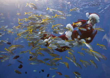 A diver dressed as Santa Claus swims with fish at Hakkeijima Sea Paradise in Yokohama, south of Tokyo November 15, 2009.[Xinhua/Reuters]