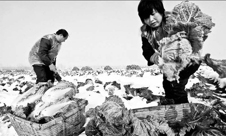 Farmers from Pingyin county of Shandong province harvest cabbage after heavy snow over the weekend, trying to recover whatever they can after the storm. [E Guoqing/China Daily]