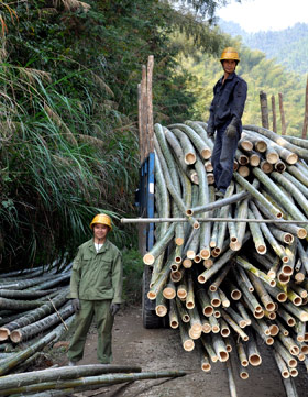 Workers at Asian Bamboo deliver bamboo timber. The Frankfurt Stock Exchange-listed company is benefiting from the increasing demand for bamboo as an alternative to traditional wood resources.