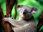 Koalas at risk from climate change