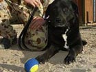 Bomb sniffing dog found after a year