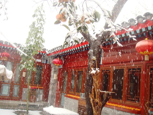 A persimmon tree in the small courtyard