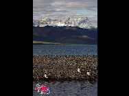 Lake Nam Co is one of the three holy lakes in Tibet and receives high respects among the local people. On the Tibetan year of sheep, pilgrims from faraway come here to walk around the lake. It takes more than 10 days to circle the lake once.