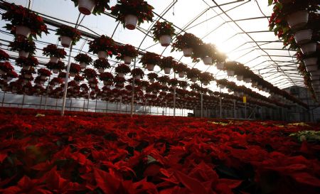 Poinsettia plants are pictured at the Serre des Iles greenhouse in Levis, November 17, 2009. Poinsettia is a popular Christmas plant that originated from Mexico and Guatemala. [Xinhua/Reuters]