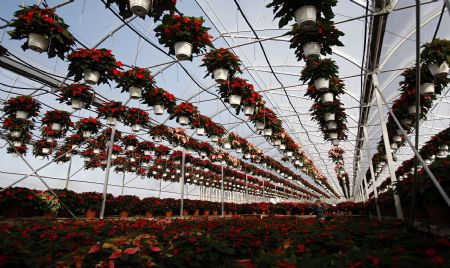 A worker waters poinsettia plants at the Serre des Iles greenhouse in Levis, November 17, 2009. Poinsettia is a popular Christmas plant that originated from Mexico and Guatemala. [Xinhua/Reuters]