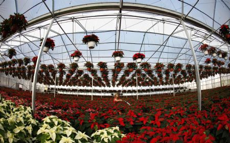 A worker waters poinsettia plants at the Serre des Iles greenhouse in Levis, November 17, 2009. Poinsettia is a popular Christmas plant that originated from Mexico and Guatemala. [Xinhua/Reuters]