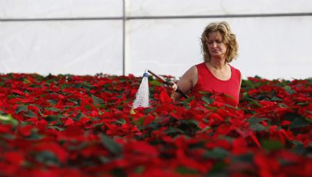 A worker waters poinsettia plants at the Serre des Iles greenhouse in Levis, November 17, 2009. Poinsettia is a popular Christmas plant that originated from Mexico and Guatemala. [Xinhua/Reuters]