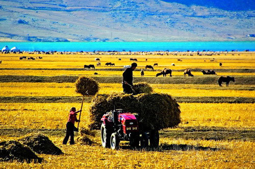  Herdsmen busily prepare for the upcoming winter. [Xinhua]