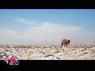 The Mongolian Plateau is part of the larger Central Asian Plateau and has an area of approximately 2,600,000 square kilometres. It is occupied by Mongolia in the north and Inner Mongolia Autonomous Region of China in the south. The plateau includes the Gobi Desert as well as dry steppe regions. Thick forest, lush meadow, fertile farmland, vast water area and rich wildlife can be easily found on the plateau. [Photo by Tong Laga]