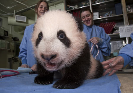 The San Diego Zoo's panda cub, which has marked a milestone by cutting his first two teeth the lower canines near the front of his mouth, is seen in this handout photograph taken and released November 12, 2009.[Xinhua] 
