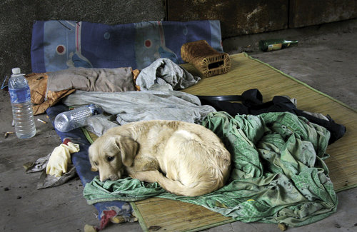 A dog looks sad and is reluctant to leave the spot where its owner, a homeless man, froze to death in Guangzhou, South China’s Guangdong province, November 16, 2009.[CFP]