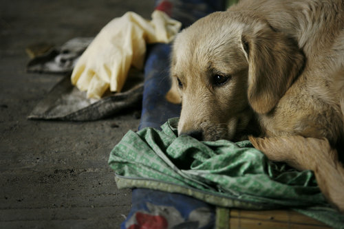 A dog looks sad and is reluctant to leave the spot where its owner, a homeless man, froze to death in Guangzhou, South China’s Guangdong province, November 16, 2009.[CFP]