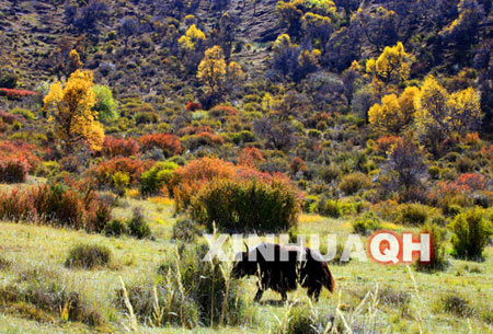 Photo shows the autumn scenery of Guanzhuang, Guide County, Hainan Tibetan Autonomous Prefecture, northwest China's Qinghai Province. (Xinhua Photo)