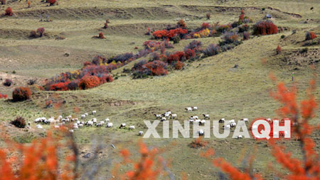Photo shows the autumn scenery of Guanzhuang, Guide County, Hainan Tibetan Autonomous Prefecture, northwest China's Qinghai Province. (Xinhua Photo) 