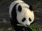 Pandas are China's friendly ambassadors