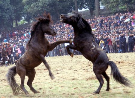 Two horses fight during the Lusheng and Horse Fight Festival held in the Sports Park in Rongshui Miao Autonomous County, southwest China's Guangxi Zhuang Autonomous Region, Nov. 21, 2009.(Xinhua/Long Linzhi)