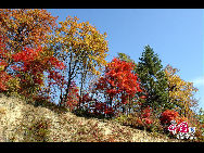 Sanjiaolong Bay is the most beautiful bay in Long Bay group.67km away from Chaoyang town in Huinan County, Jilin province. Sanjiaolong Bay is 687 meters high. Crater wall is 50 to 130 meters high, the lake coverage is 42.6 hectare and the deepest point is 86 meters. There are 18 scenic spots in Sanjiaolong Bay, in which 12 are natural scenic spots. Sanjiaolong Bay possesses graceful mountains and precipitous cliffs, marvelous stones and pleasant waters.[Photo by Yu Wenbin]