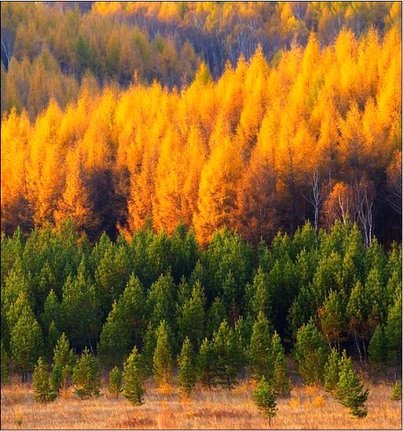 Mongolia Forest