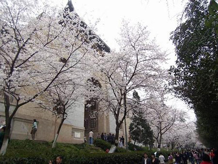 Wuhan University in Hubei Province boasts a campus featuring the scenic Luojia Hill and the stunning East Lake. Besides being heavily wooded, the campus has many fragrant flowers everywhere all year round. It is also famous for cherry blossoms in the spring. [Globaltims.cn]