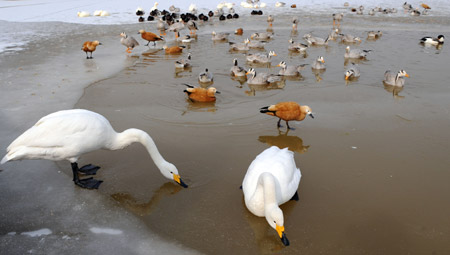 Birds rest at an artificial lake in the Qinghai-Tibet Plateau Safari Park in northwest China's Qinghai Province, Nov. 20, 2009. With an investment of more than 100 million yuan (14.6 million U.S. dollars), the Qinghai-Tibet Plateau Safari Park mainly displays animals living on the plateau. (Xinhua/Hou Deqiang)