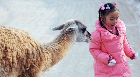 A little girl plays with a guanaco in the Qinghai-Tibet Plateau Safari Park in northwest China's Qinghai Province, Nov. 20, 2009. (Xinhua/Hou Deqiang)