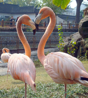 A pair of flamingos stroll leisurely under bright sunshine, inside the zoo of Suzhou City, east China's Jiangsu Province, Nov. 22, 2009. Some 12 fledgling flamingos within 2 years birth imported from Cuba this March have grown up healthily and charming under the intensive care of the zoo keepers. (Xinhua/Wang Jiankang)