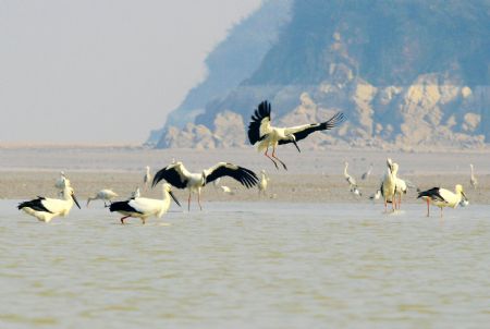 A bevy of white cranes hover over the water area of Nanbei Harbour, an integral part of the swamp of Poyang Lake, the country's largest fresh water lake, in Hukou County, east China's Jiangxi Province, Nov. 22, 2009. An increasing number of migrant birds, among them the white crane, white spoonbill, swan goose, etc, arrive here for their winter habitat. (Xinhua/Zhang Jun)