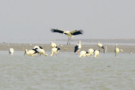 A bevy of white cranes prowl for feeds over the water area of Nanbei Harbour, an integral part of the swamp of Poyang Lake, the country's largest fresh water lake, in Hukou County, east China's Jiangxi Province, Nov. 22, 2009.(Xinhua/Zhang Jun)