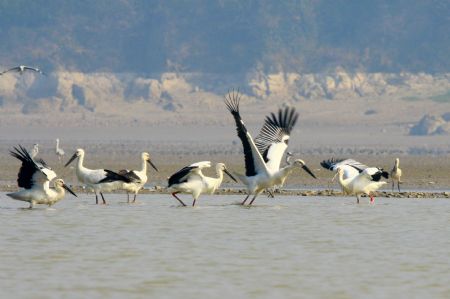 A bevy of white cranes prowl for feeds over the water area of Nanbei Harbour, an integral part of the swamp of Poyang Lake, the country's largest fresh water lake, in Hukou County, east China's Jiangxi Province, Nov. 22, 2009.(Xinhua/Zhang Jun)