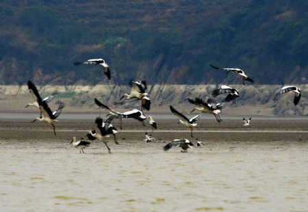 A bevy of white cranes hover over the water area of Nanbei Harbour, an integral part of the swamp of Poyang Lake, the country's largest fresh water lake, in Hukou County, east China's Jiangxi Province, Nov. 22, 2009. (Xinhua/Zhang Jun)