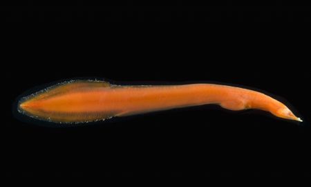 An elongated orange fish, identified as Neocyema, is seen in this undated handout photo released November 22, 2009. This Neocyema is only the 5th specimen of the fish ever caught at 2,000 to 2,500 meters (6,560 to 8,200 feet) and never before on the mid-Atlantic ridge.(Xinhua/Reuters Photo)