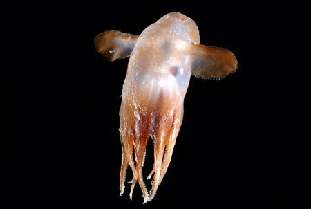 A rare "Dumbo" octopod - a creature named as such because it flaps fins that look like ears of the cartoon flying elephant - is seen in the depths of the ocean in this undated handout photo released November 22, 2009. The permanent darkness of the ocean depths is home to a far greater range of animals, from luminous jellyfish to tubeworms that live off oil seeping from the seabed, than previously thought, scientists said on Sunday.(Xinhua/Reuters Photo)