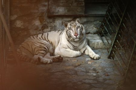 A three-year-old male white tiger named Khane is pictured through the bars as he looks out of its enclosure at the Belgrade Zoo November 22, 2009.(