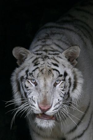 A three-year-old male white tiger named Khane is pictured through the bars as he looks out of its enclosure at the Belgrade Zoo November 22, 2009.(